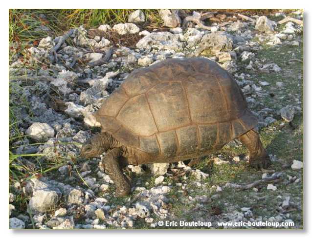 120_SEYCHELLES_2005_Mahe_