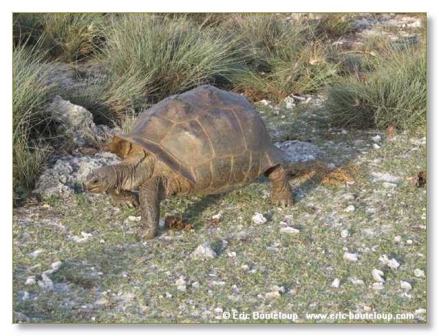 121_SEYCHELLES_2005_Mahe_