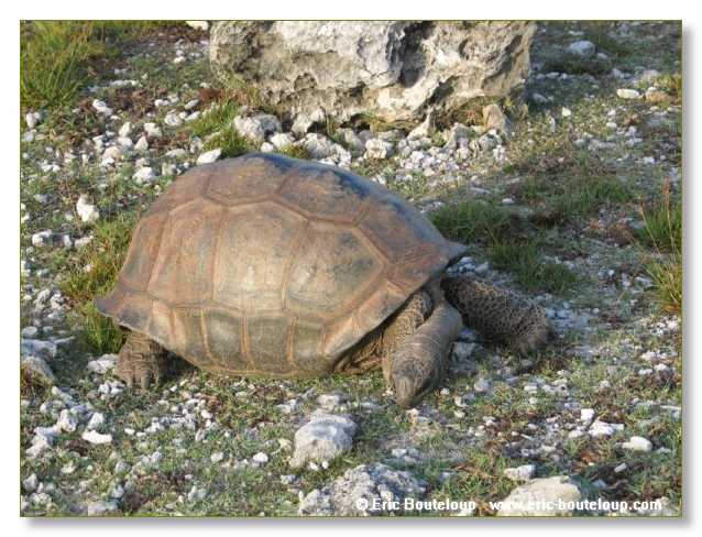 122_SEYCHELLES_2005_Mahe_