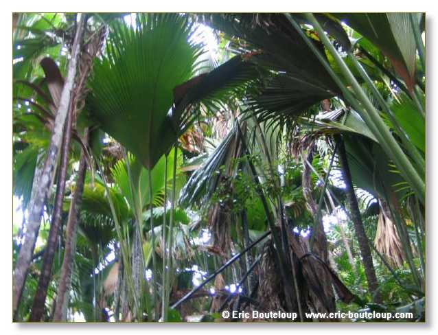 142_SEYCHELLES_2005_Mahe_