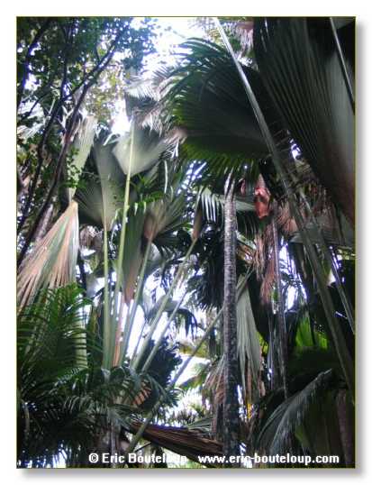 149_SEYCHELLES_2005_Mahe_