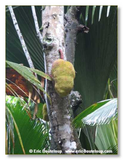 158_SEYCHELLES_2005_Mahe_