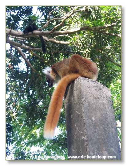 167_SEYCHELLES_2005_Mahe_