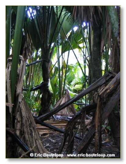 169_SEYCHELLES_2005_Mahe_