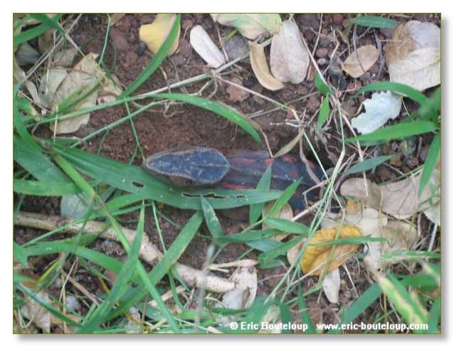 172_SEYCHELLES_2005_Mahe_