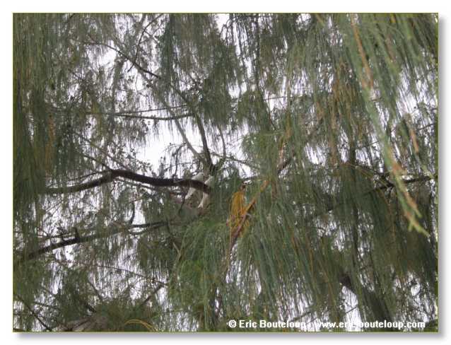 180_SEYCHELLES_2005_Mahe_