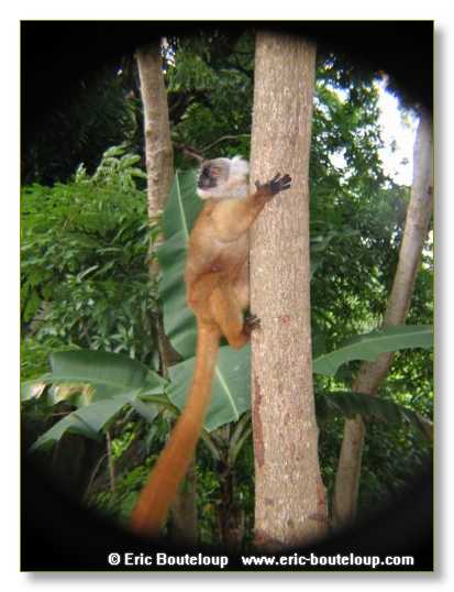 201_SEYCHELLES_2005_Mahe_