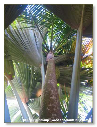 210_SEYCHELLES_2005_Mahe_