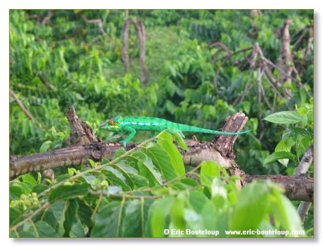 233_SEYCHELLES_2005_Mahe_