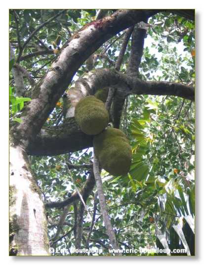 242_SEYCHELLES_2005_Mahe_