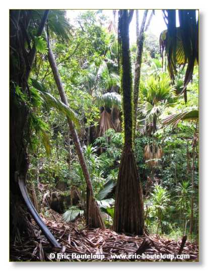 264_SEYCHELLES_2005_Mahe_