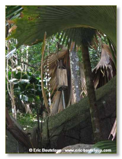 275_SEYCHELLES_2005_Mahe_