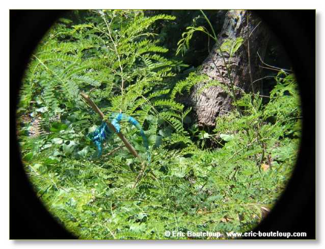 287_SEYCHELLES_2005_Mahe_