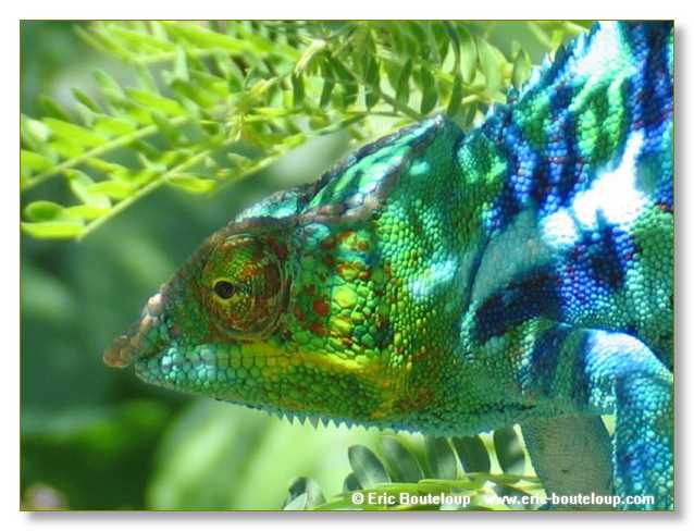 289_SEYCHELLES_2005_Mahe_