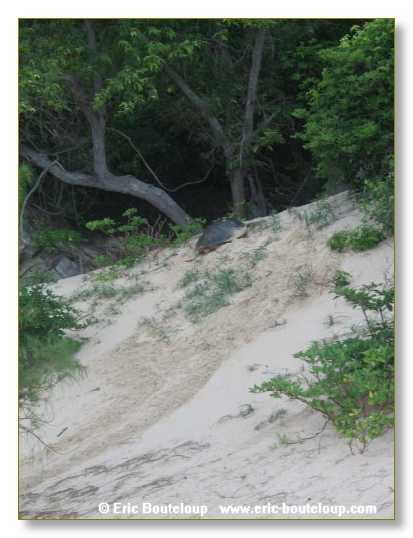 323_SEYCHELLES_2005_Mahe_