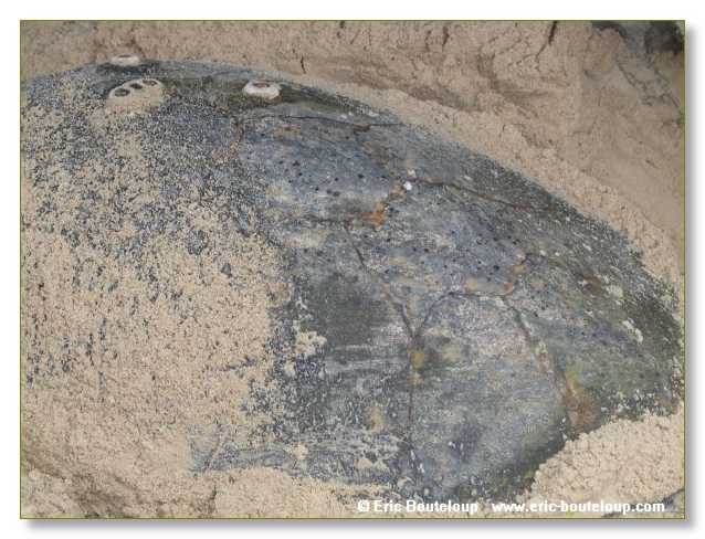 325_SEYCHELLES_2005_Mahe_