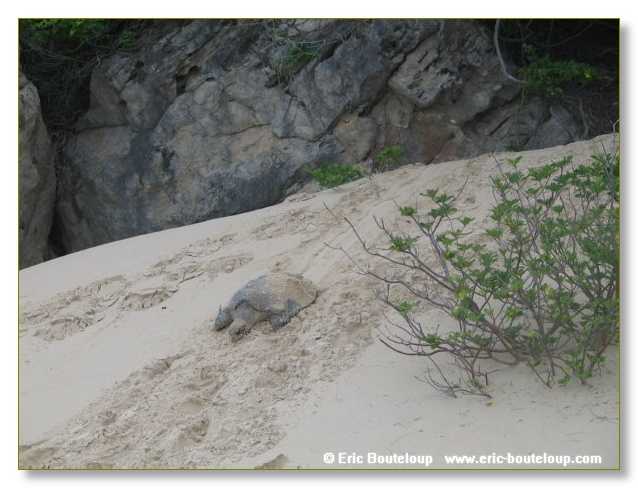 329_SEYCHELLES_2005_Mahe_