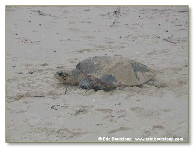 333_SEYCHELLES_2005_Mahe_