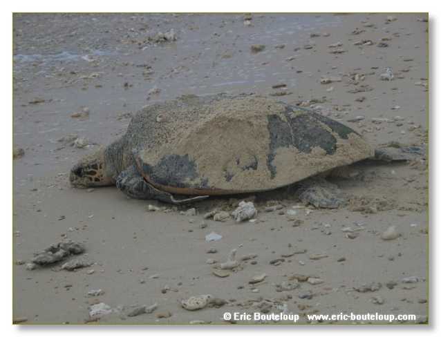 335_SEYCHELLES_2005_Mahe_