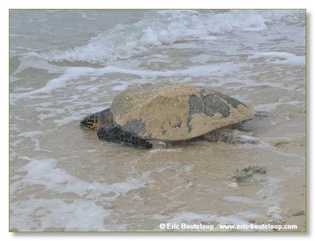 336_SEYCHELLES_2005_Mahe_