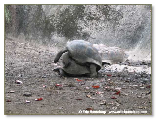 486_SEYCHELLES_2005_Mahe_