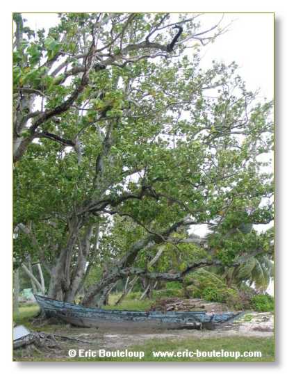 532_SEYCHELLES_2005_Mahe_