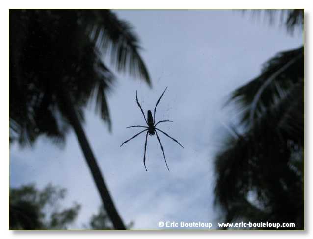 551_SEYCHELLES_2005_Mahe_