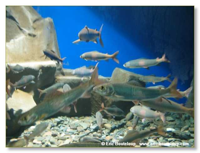 458_SIBERIE_MONGOLIE