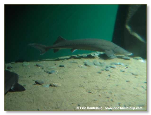 459_SIBERIE_MONGOLIE