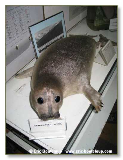 463_SIBERIE_MONGOLIE