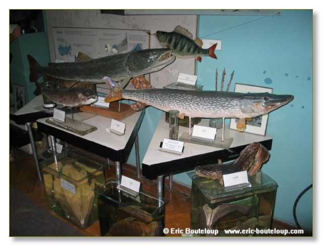 465_SIBERIE_MONGOLIE