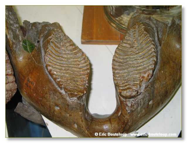 467_SIBERIE_MONGOLIE