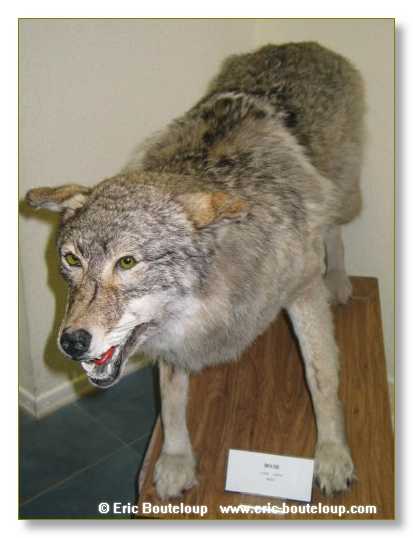 468_SIBERIE_MONGOLIE