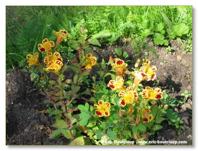 476_SIBERIE_MONGOLIE