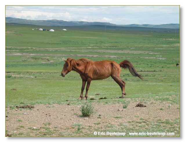 619_SIBERIE_MONGOLIE