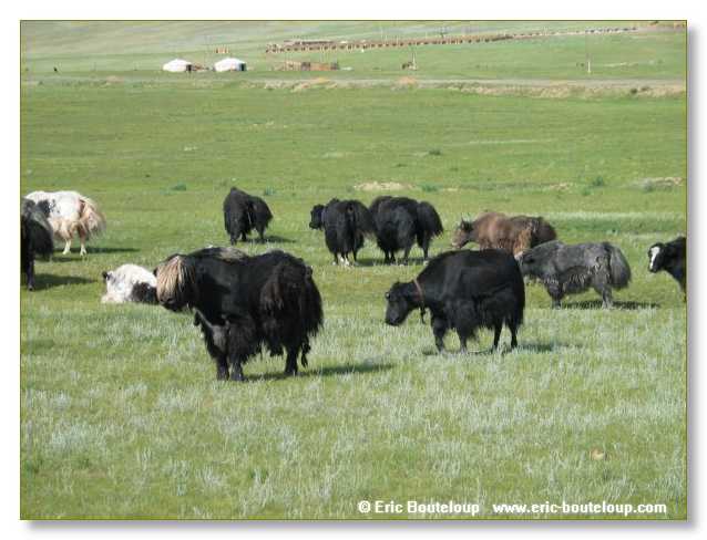 852_SIBERIE_MONGOLIE