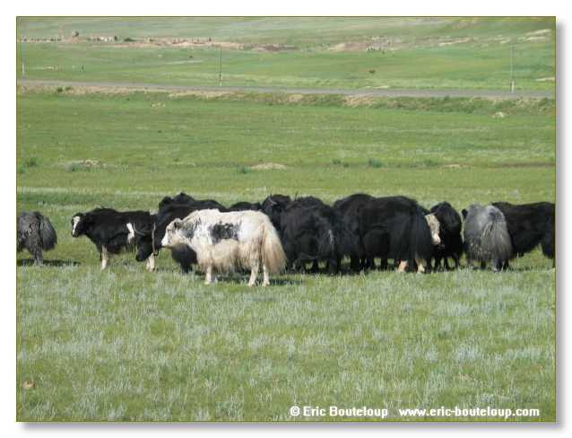 853_SIBERIE_MONGOLIE