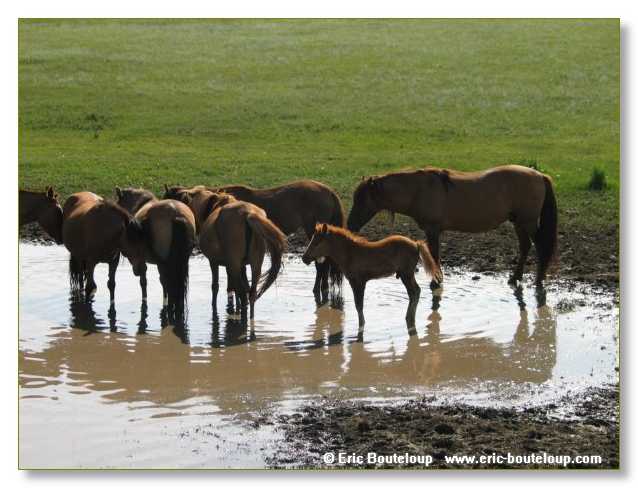 860_SIBERIE_MONGOLIE