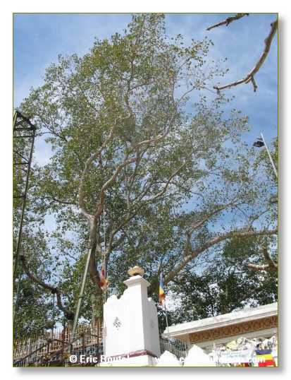 037_Sri_Lanka_2003_03