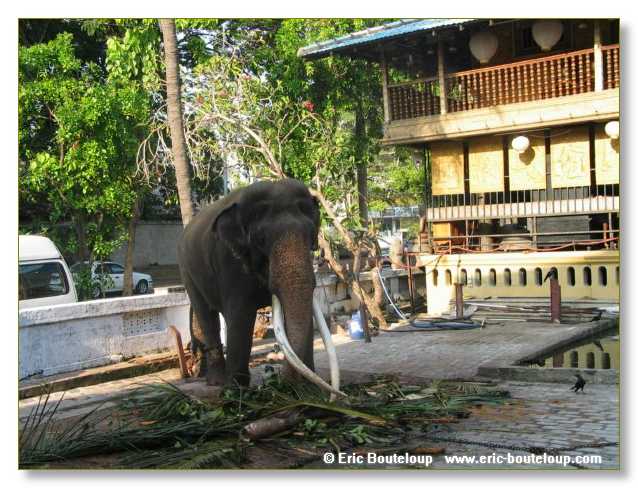 158_Sri_Lanka_2003_03