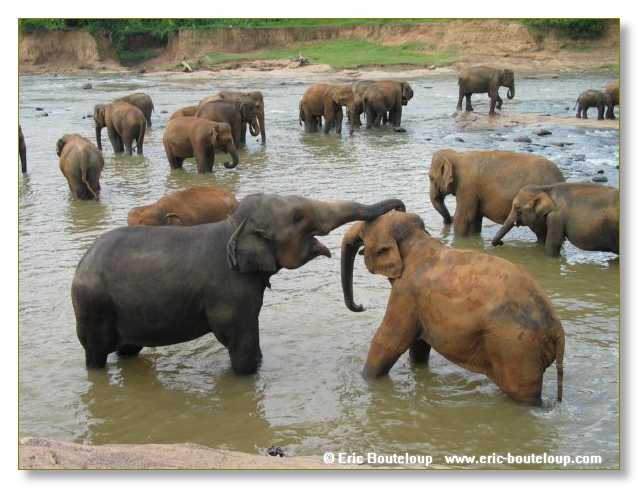 291_Sri_Lanka_2003_03