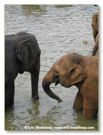 292_Sri_Lanka_2003_03