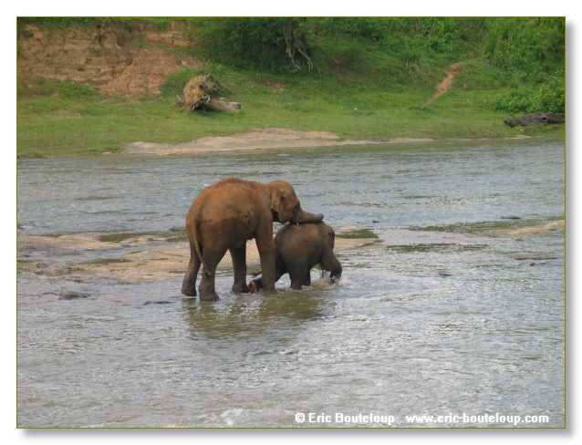 294_Sri_Lanka_2003_03