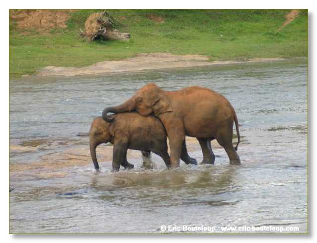 296_Sri_Lanka_2003_03