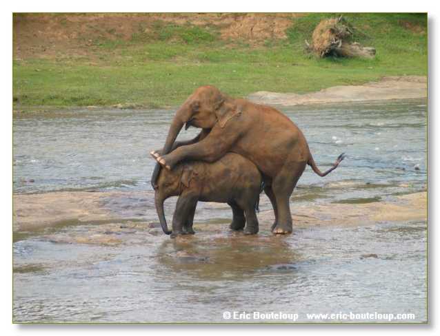 298_Sri_Lanka_2003_03