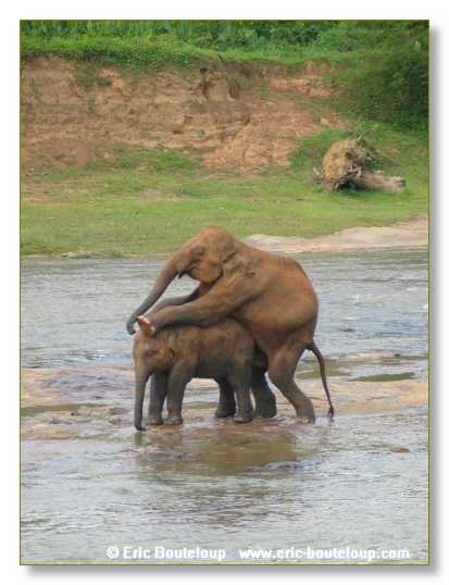 299_Sri_Lanka_2003_03