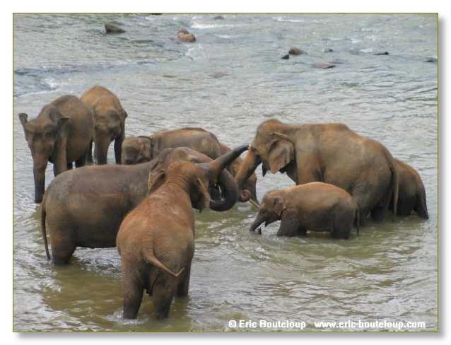 301_Sri_Lanka_2003_03