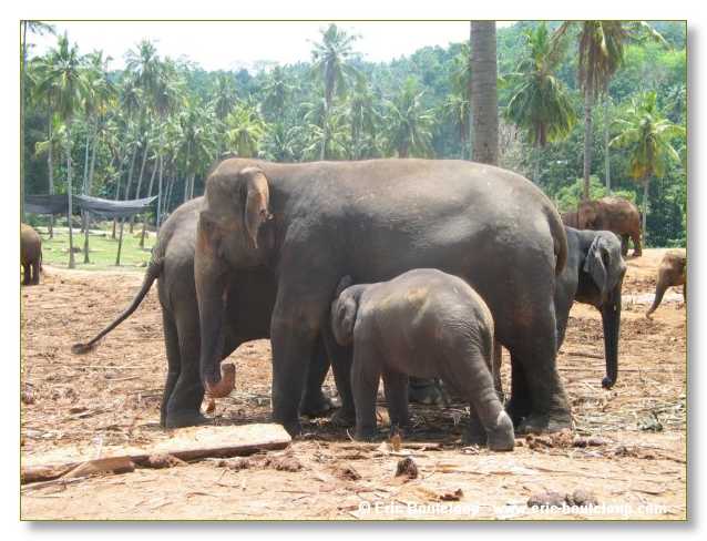 308_Sri_Lanka_2003_03