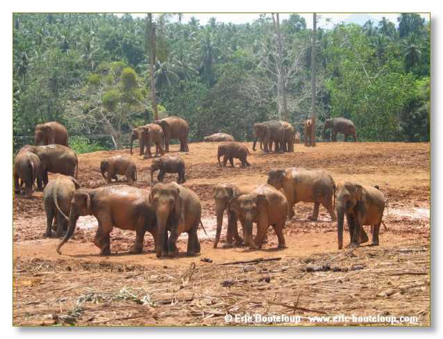 309_Sri_Lanka_2003_03