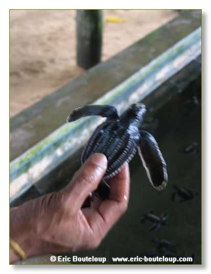 333_Sri_Lanka_2003_03